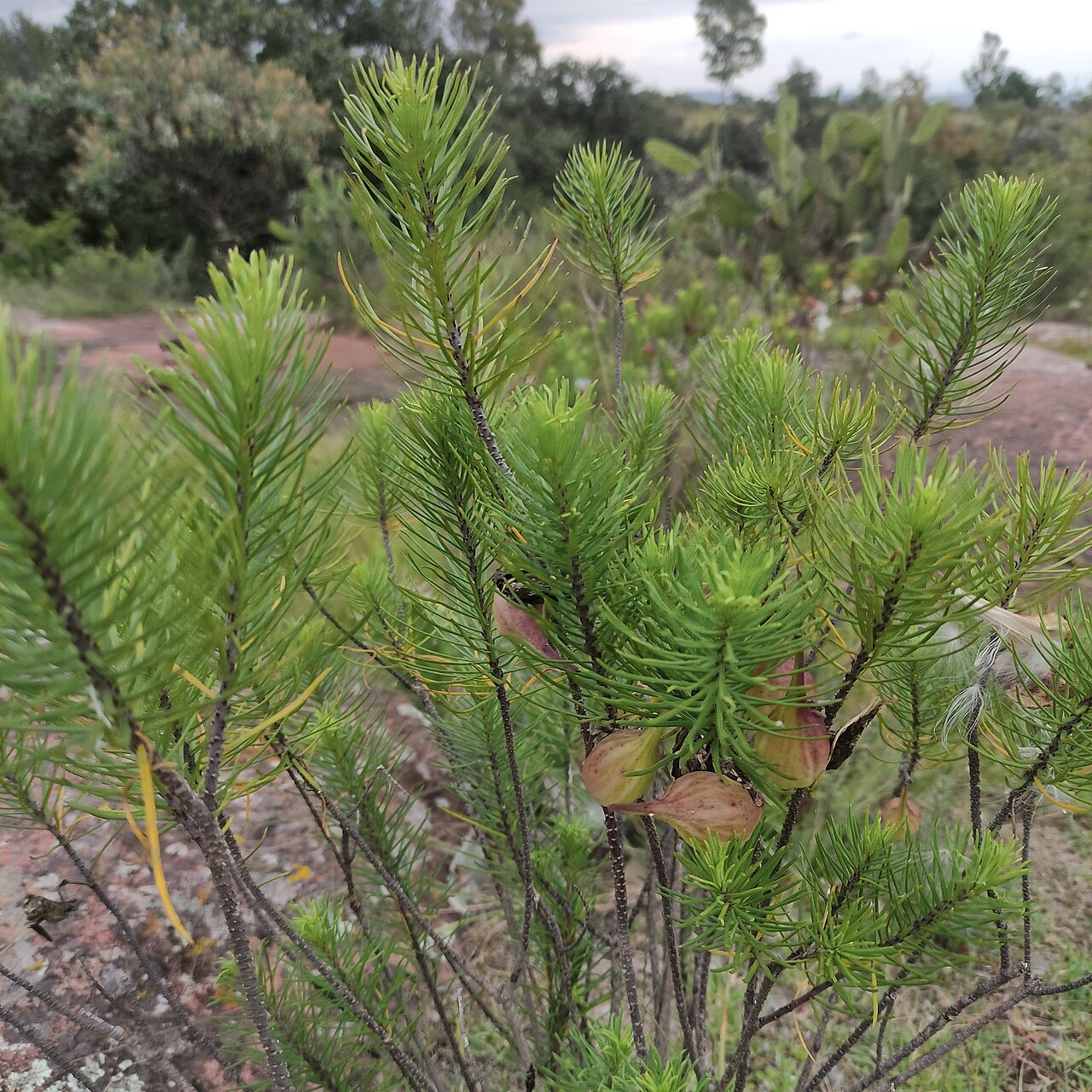 Pineneedle milkweed: Asclepias Linaria en Amealco, Querétaro, México