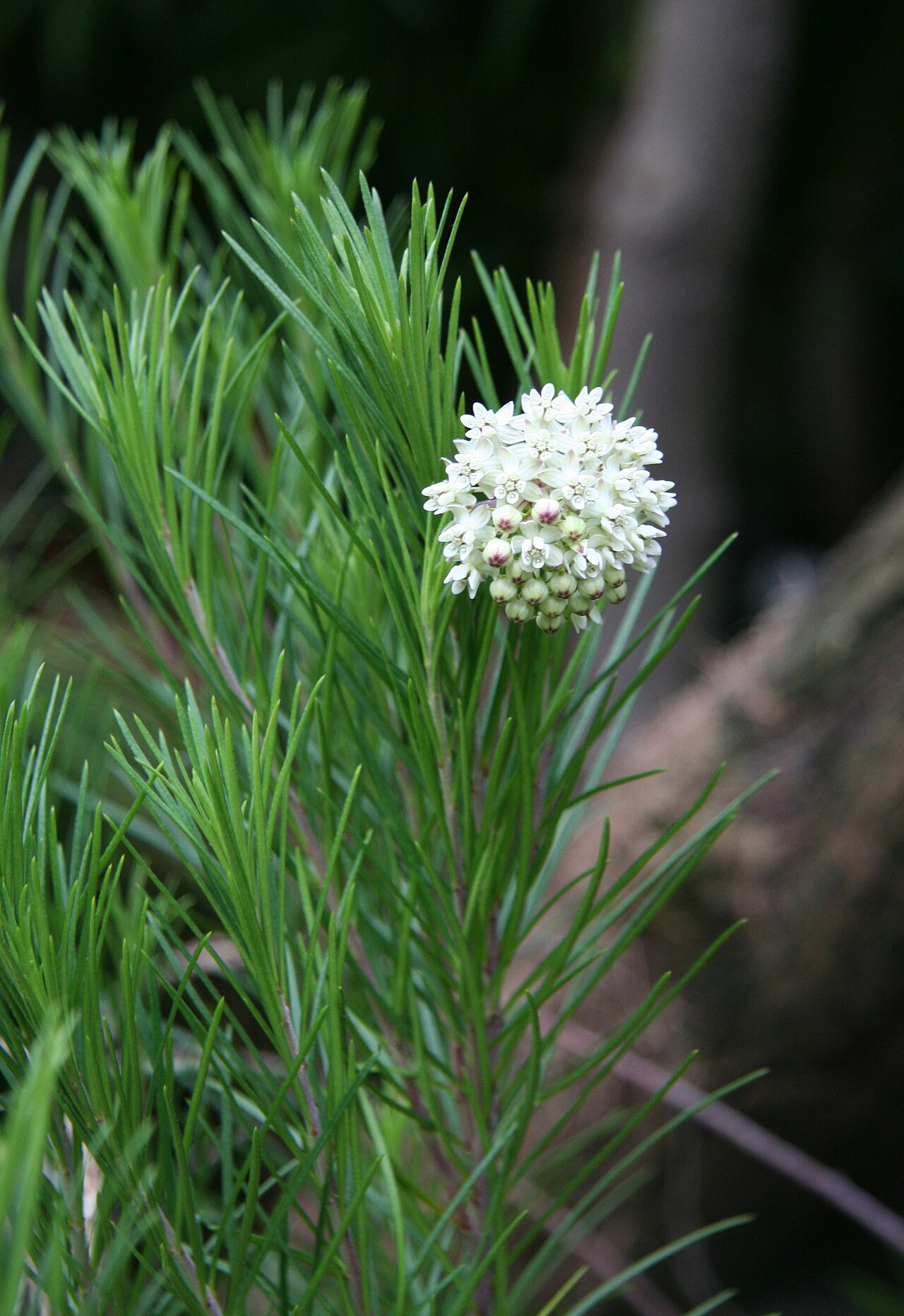 Pineneedle milkweed: Asclepias linaria im Botanischen Garten Dresden