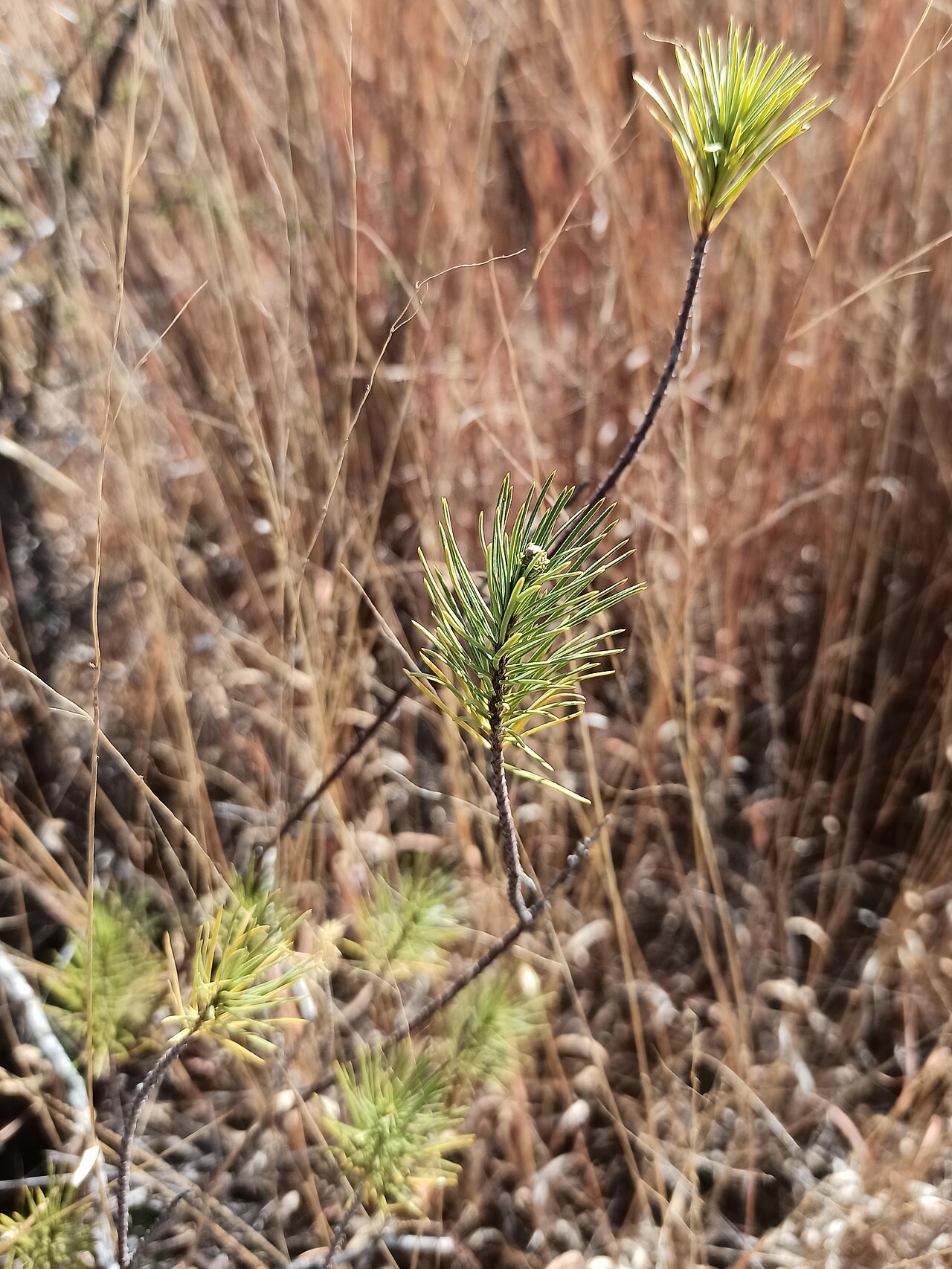 Pineneedle milkweed: Asclepias linaria (Family: Apocynaceae).