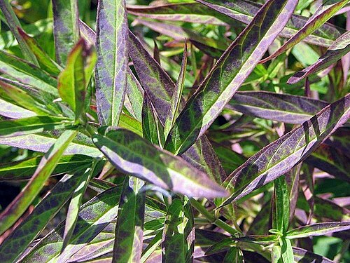 Longleaf milkweed: Location taken: <a href=" http://www.behnkes.com " target="_blank">Behnke Nurseries</a>, Potomac MD USA. Names: Asclepias longifolia Michx., Long-Leaf Milkweed,