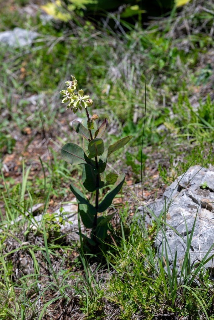 Asclepias lynchiana (Asclepias lynchiana)