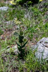 Asclepias lynchiana (Asclepias lynchiana)