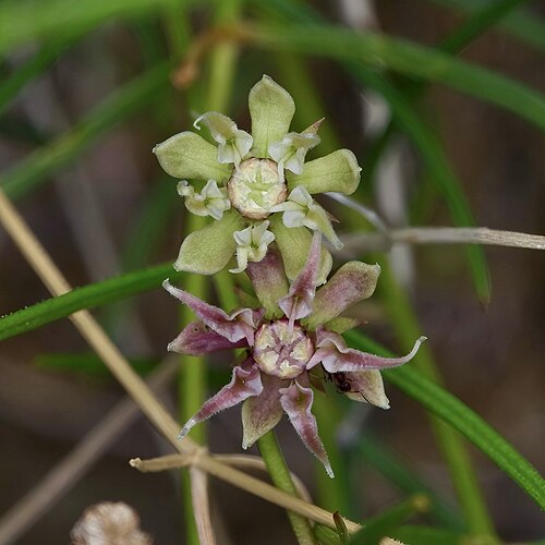 Longhood milkweed: Asclepias macrotis flowers, north of Los Cerrillos, Santa Fe County, New Mexico, US