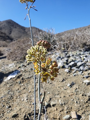 Asclepias masonii (Asclepias masonii)