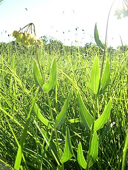 Mead's milkweed: Mead's Milkweed