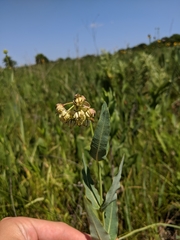 Mead's milkweed (Asclepias meadii)