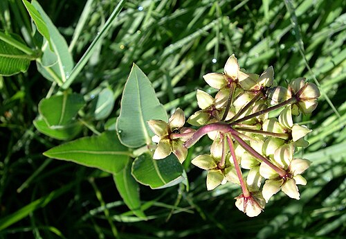 Mead's milkweed: Mead's Milkweed