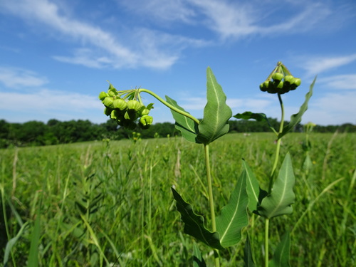 Mead's milkweed (Asclepias meadii)