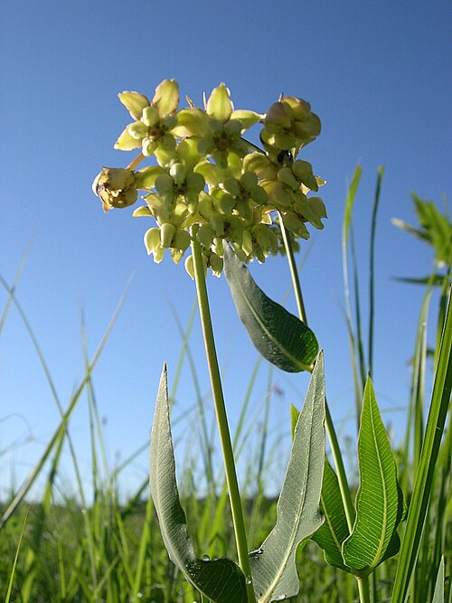 Mead's milkweed: Mead's Milkweed