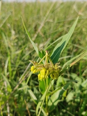 Mead's milkweed (Asclepias meadii)