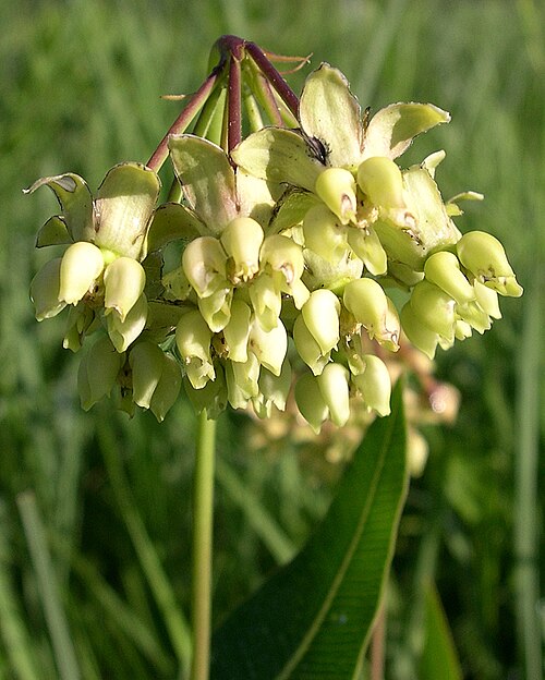 Mead's milkweed: Asclepias meadii in Illinois, USA
