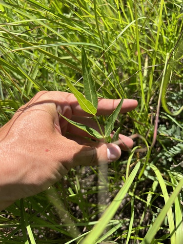 Mead's milkweed (Asclepias meadii)