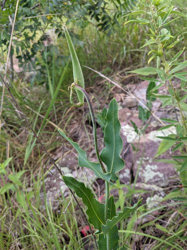 Mead's milkweed (Asclepias meadii)