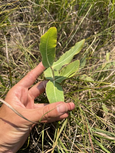 Mead's milkweed (Asclepias meadii)