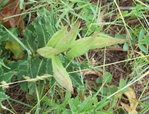 Asclepias mellodora: Asclepias campestris . Apocynaceae. Fotos tomadas al margen de la Ruta 5 sobre suelo arenoso en el departamento de Rivera, Uruguay.