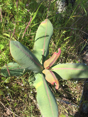 Asclepias mirifica (Asclepias mirifica)