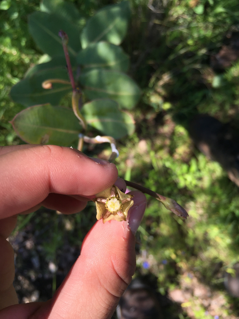 Asclepias mirifica (Asclepias mirifica)