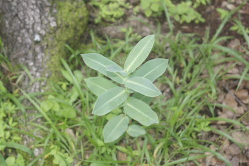 Asclepias mirifica (Asclepias mirifica)