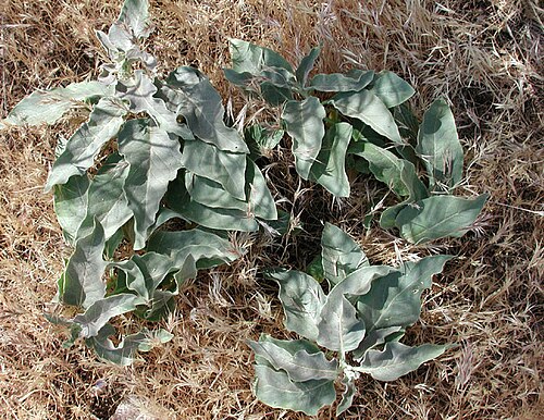 Mojave milkweed: Asclepias nyctaginifolia from w. slope Mazatzal Mountains, Maricopa County, Arizona, USA.