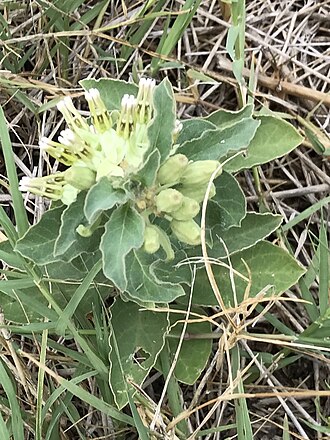 Zizotes milkweed: Image of Asclepias oenotheroides (Zizotes Milkweed) budding and coming into bloom taken in Austin, TX, US, 11 Sep 2019.