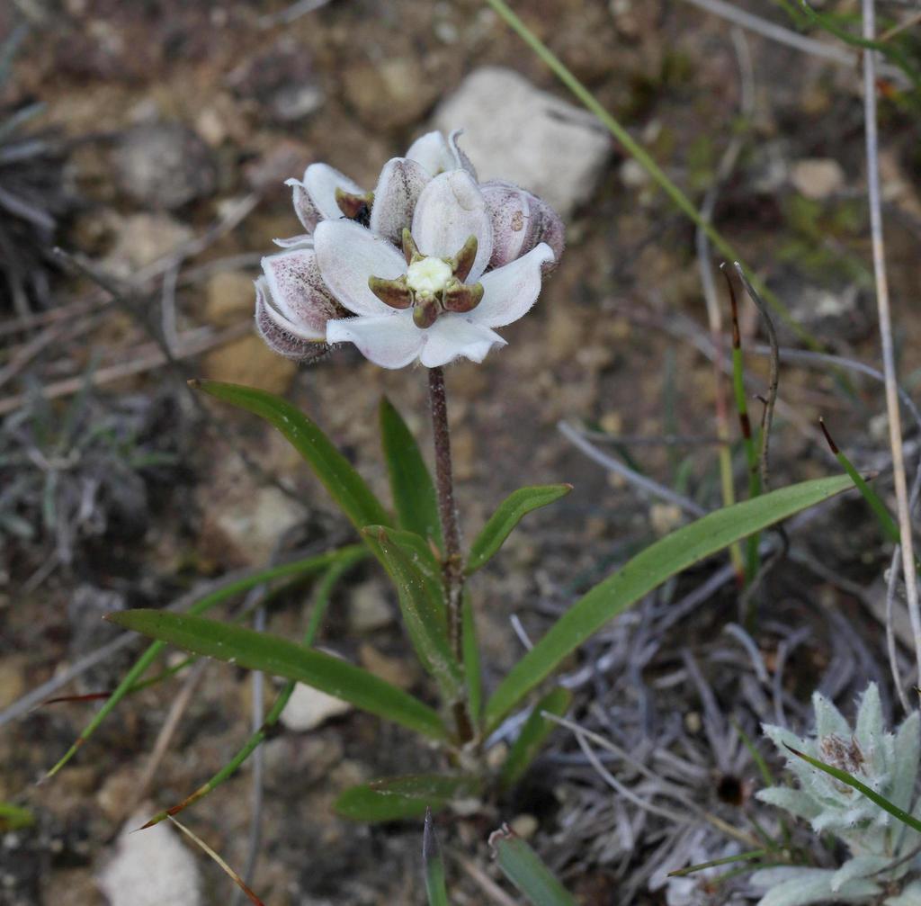 Asclepias oreophila (Asclepias oreophila)