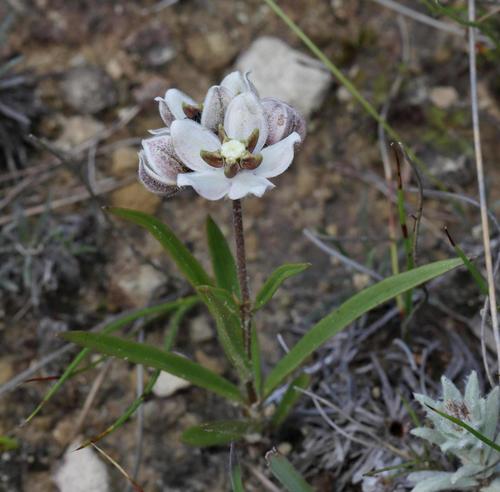 Asclepias oreophila (Asclepias oreophila)