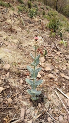 Asclepias otarioides (Asclepias otarioides)