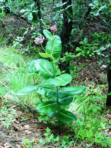 Asclepias otarioides (Asclepias otarioides)