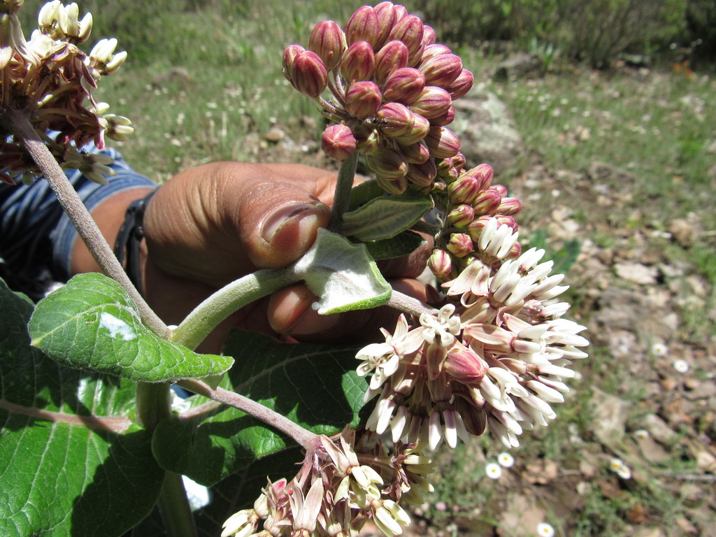 Asclepias otarioides (Asclepias otarioides)