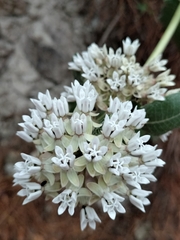 Asclepias otarioides (Asclepias otarioides)