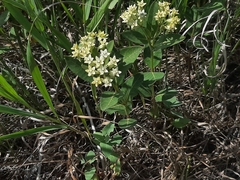 Oval-leaf milkweed (Asclepias ovalifolia)