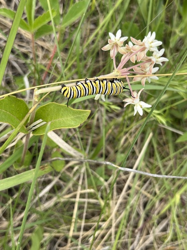 Oval-leaf milkweed (Asclepias ovalifolia)