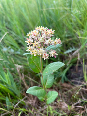 Oval-leaf milkweed (Asclepias ovalifolia)