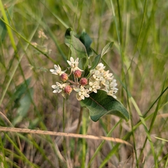 Oval-leaf milkweed (Asclepias ovalifolia)