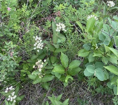 Oval-leaf milkweed (Asclepias ovalifolia)