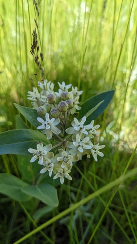 Oval-leaf milkweed (Asclepias ovalifolia)