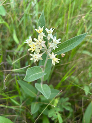 Oval-leaf milkweed (Asclepias ovalifolia)