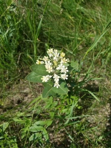 Oval-leaf milkweed (Asclepias ovalifolia)