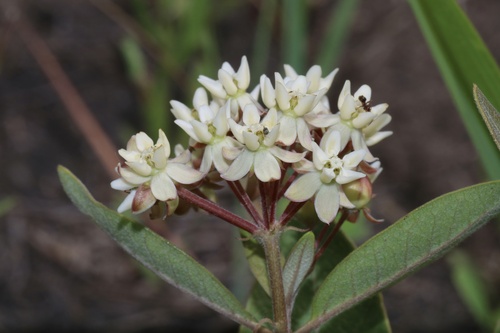 Oval-leaf milkweed (Asclepias ovalifolia)