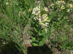 Oval-leaf milkweed (Asclepias ovalifolia)