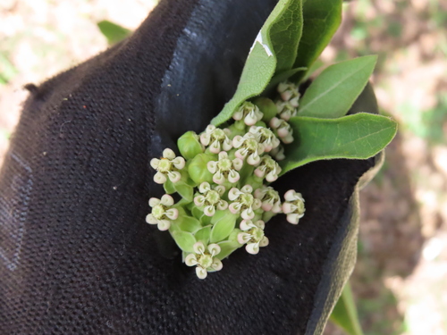 Asclepias ovata (Asclepias ovata)