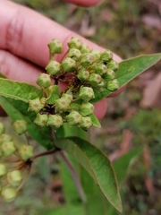 Asclepias ovata (Asclepias ovata)