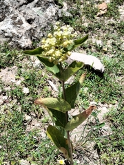Asclepias ovata (Asclepias ovata)