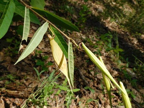 Asclepias ovata (Asclepias ovata)