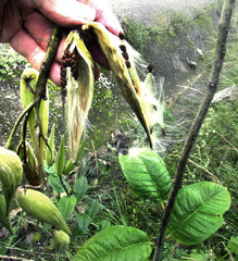 Asclepias ovata (Asclepias ovata)