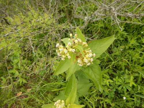 Asclepias ovata (Asclepias ovata)