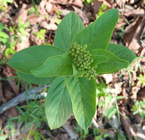 Asclepias ovata (Asclepias ovata)