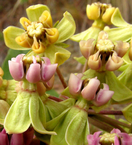 Asclepias ovata (Asclepias ovata)