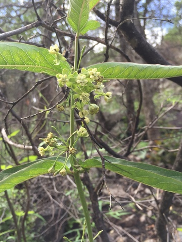 Asclepias ovata (Asclepias ovata)