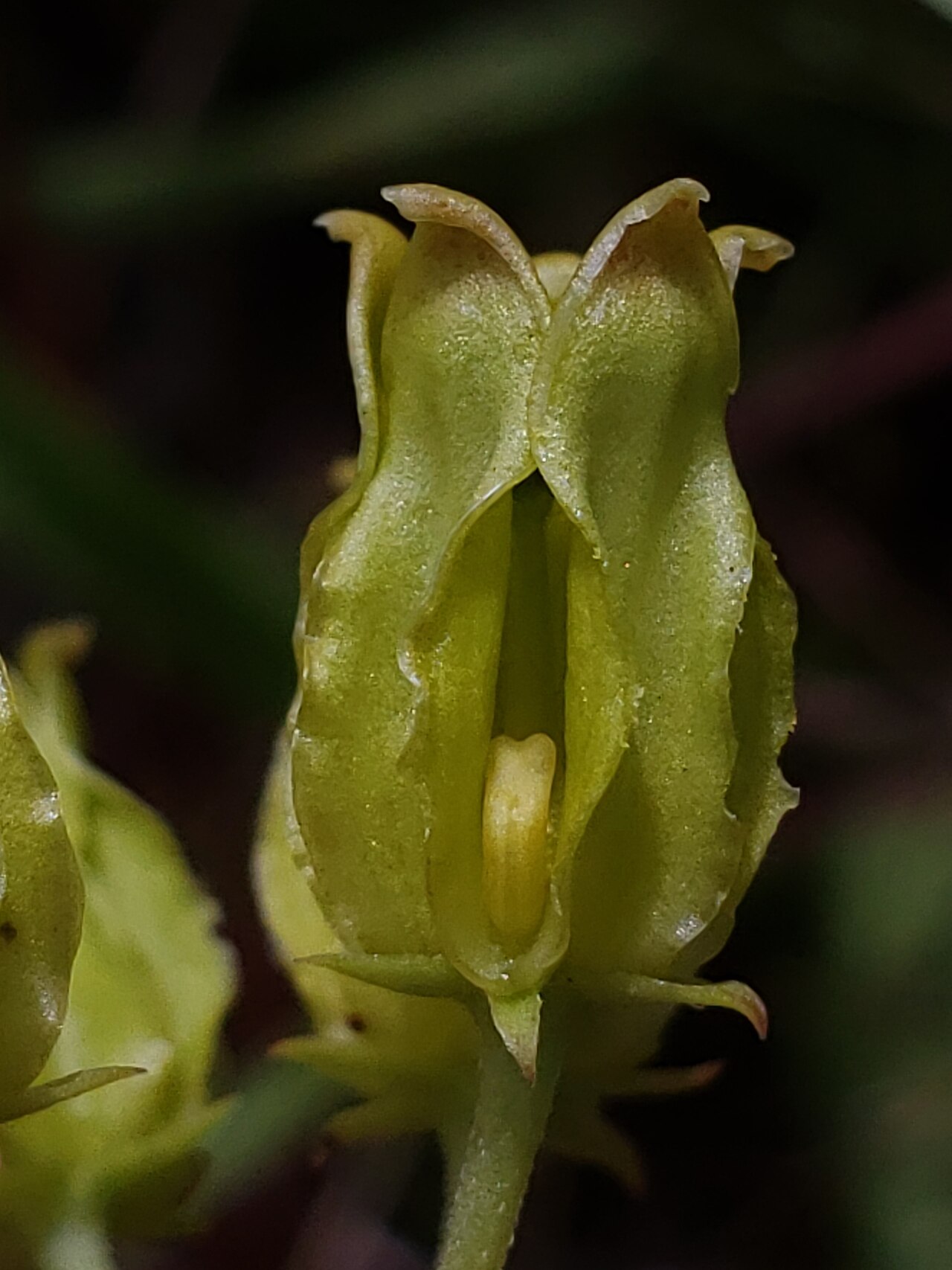 Savannah milkweed: Savannah milkweed ( Asclepias pedicellata ) in the United States